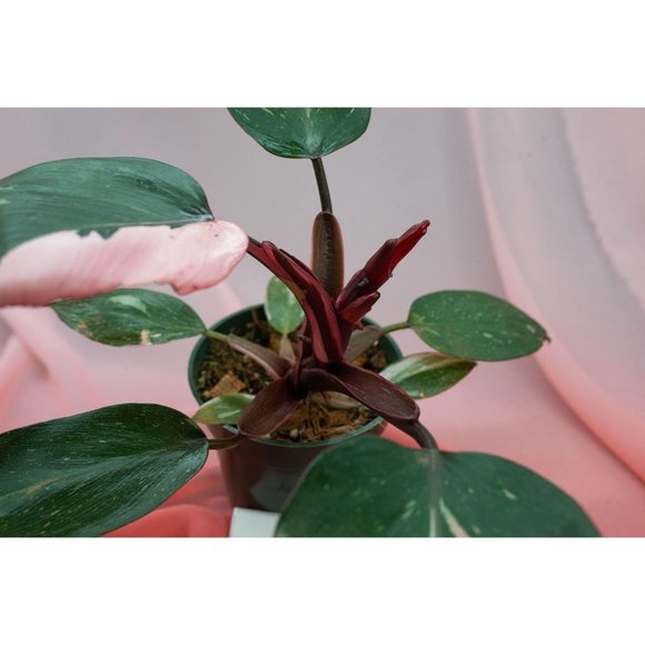Pink Princess Philodendron 4" US Seller | RARE Pot - Picture 1 of 4